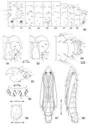 Figures 90–98. Late tissue feeding instar larva and pupa of Macrosaccus robiniella. 90–96 Larval chaetotaxy. 90 Lateral schematic of prothorax, mesothorax, and abdominal segments 1, 2, 5–10 91 dorsal view of head 92 Ventral view 93 Lateral view 94 Dorsal view of abdominal segments 8–10 95 Labrum, dorsal view 96 Mandible. 97–98 Pupa. 97 Ventral view 98 lateral view. (Bar scale for figures as indicated).