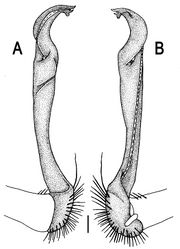 Figure 96. Orthomorpha insularis Pocock, 1895, ♂ from Krienkravia Waterfall. A, B right gonopod, lateral and mesal views, respectively.Scale bar: 0.2 mm.