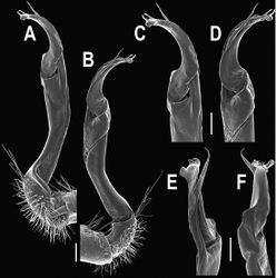 Figure 60. Orthomorpha murphyi Hoffman, 1973, ♂. A, B right gonopod, mesal and lateral views, respectively C-F distal part of right gonopod, mesal, lateral, subcaudal and suboral views, respectively. Scale bar: 0.2 mm.