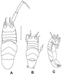 Figure 8 . Dubinectes infirmus sp. n. A paratype female (ZMH 42970) body dorsal view B immature female body dorsal view C body, lateral view.