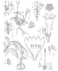 Figure 1. Spigelia genuflexa A–B Habit, showing inflorescences and geocarpic infructescenses, and close-up of apical part of leaf with apressed papilloid hairs C Close-up of node and internode, showing small triangular interpetiolar stipules D Flowers before and at anthesis E Close-up of flower at anthesis; note diminutive bract F Opened corolla with epipetalous stamens G Stamen inserted into corolla and introrse anther H Gynoecium inside papillose calyx, with hairy style (brush-type); older gynoecium, after style has dried and fallen off to the right I Geocarpic infructescence branch with one whole capsule (mitra-shaped, with small style remnant in center), and capsular base of the fruit that has dehisced, above it J Seed. Drawing by Bobbi Angell, based on A.V. Popovkin 602 and 602A.