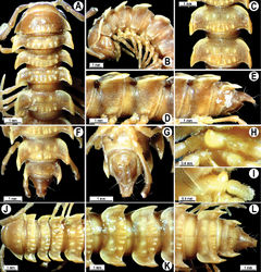 Figure 9. Orthomorpha arboricola (Attems, 1937), ♂ lectotype (A–I) and ♀ paralectotype (J–L). A, B, J anterior part of body, dorsal, lateral and dorsal views, respectively C, D, K segments 10 and 11, dorsal, lateral and dorsal views, respectively E–G, L posterior part of body, lateral, dorsal, ventral and dorsal views, respectively H, I sternal cones between coxae 4, subcaudal and sublateral views, respectively.