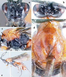 Figure 10. Crassomicrodus nigriceps. Female a anterior view of head, arrows indicate a median pyramidal-shaped elevation with two weakly defined tubercles b dorsal view of head, arrow indicates posterior surface of antennal sockets smooth c lateral view of mesosoma, arrow indicates pronotum smooth d dorsal view of mesosoma e female habitus.