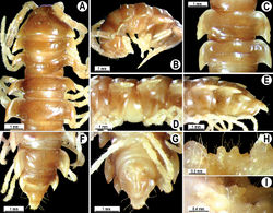Figure 62. Orthomorpha melischi Golovatch, 1997, ♂ holotype. A, B anterior part of body, dorsal and lateral views, respectively C, D segments 10 and 11, dorsal and lateral views, respectively E–G posterior part of body, lateral, dorsal and ventral views, respectively H, I sternal cones between coxae 4, subcaudal and sublateral views, respectively.
