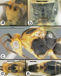 Figure 42. Cremnoptoides yui a anterodorsal head b dorsal propodeum c lateral head and mesosoma d dorsal head and thorax e dorsal metasomal terga 1–4.