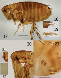 Figurs 17–23. Ectinorus spiculatus sp. n., female, allotype 17 Overview 18 Dorsal and ventral anal segments 19 Hind tarsal segments 20 Head, pronotum, and forecoxa 21 Enlargement of frontal tubercle (insert) 22 Spiculated medial surface of hind tibia (insert) 23 Ectinorus spiculatus sp. n., female, paratype, seventh sternum, spermatheca, and bursa copulatrix. Scale Fig. 17 = 500µ; Figs 18–20 and 23 = 200µ