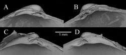 Figure 10. Comparison between the hinge teeth of Isorropodon sp. indet. (A, B) and Isorropodon megadesmus sp. n. (C, D).