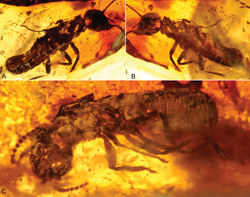 Figure 2. Photomicrographs of dealate male and female of Prostylotermes kamboja Engel & Grimaldi, gen. et sp. n. (Stylotermitidae: Tad-321C). A Dorsal view of female B Ventral view of female C Ventral view of male. Not to the same scale.