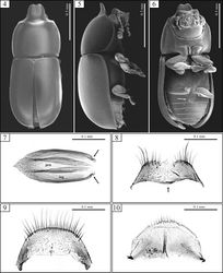 Figures 4–10. Ceracis cassumbensis Antunes-Carvalho & Lopes-Andrade, sp. n., SEM of male topotypes (4–6) and slide preparations of male terminalia of a topotype (7–10). 4 Dorsal view 5 Lateral view 6 Ventral view, showing the transversely oval sex patch at the first abdominal ventrite (arrow) 7 Aedeagus showing penis (pen) and tegmen (teg). Note the conspicuous excavation in either side of tegmen (arrows) 8 Eighth sternite with anterior margin rounded at middle (arrow) 9 Eighth tergite 10 Fused ninth and tenth tergites.