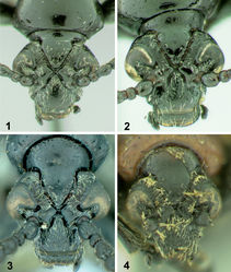 Figures 1–4. Heads of Lilioceris species, frontal view. 1 Lilioceris cheni 2 Lilioceris egena 3 Lilioceris impressa 4 Lilioceris thibetana.