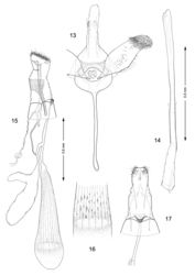 Figures 13–17. Genitalia, Macrosaccus robiniella. 13–14 Male. 13 Genital capsule, ventral view 14 Aedeagus. 15–17 Female. 15 Lateral view 16 Detail of signa within corpus bursae 17 Segments 7–10, ventral view.