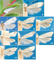 Figures 5–14. Adults of Eucalantica. 5 Eucalantica costaricae sp. n., resting on underside of Vaccinium floribundum, Cerro de la Muerte, Costa Rica 6 Eucalantica ehecatlella sp. n. (male, holotype) 7–9 Eucalantica polita 7 lectotype (male) 8 pale variant (female) 9 maculate variant (male) 10 Eucalantica costaricae sp. n. (female, paratype) 11 Eucalantica icarusella sp. n. (male, holotype) 12 Eucalantica powelli sp. n. (female, paratype) 13 Eucalantica pumila sp. n. (male, holotype) 14 Eucalantica vaquero sp. n. (female, paratype). Abbreviations: CS = costal streak; DP = dorsal patch; DS = discal spot; PS = posterior suffusion.