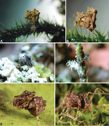 Figure 1. Habitus images of live Archaeidae from mid-eastern Australia: A–B, female Austrarchaea nodosa (Forster, 1956) from Binna Burra, Lamington National Park, Queensland; C–D, female A. mascordi sp. n. from Coolah Tops National Park, New South Wales; E–F, juvenile A. raveni sp. n. from Mount Glorious, Queensland. Images A–D by M. Rix; images E–F by Greg Anderson, used with permission.