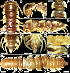 Figure 37. Orthomorpha hydrobiologica Attems, 1937, ♂ holotype (A–I), ♀ from Cua Bé (J–L). A, B, J anterior part of body, dorsal, lateral and dorsal views, respectively C, D, K segments 10 and 11, dorsal, lateral and dorsal views, respectively E-G, L posterior part of body, lateral, dorsal, ventral and dorsal views, respectively H, I sternal cones between coxae 4, subcaudal and sublateral views, respectively.