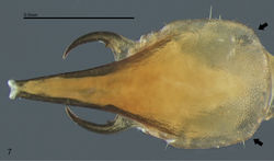 Figure 7. Acangaobitermes krishnai gen. et sp. n. Soldier head in dorsal view (Arrows: saliencies on latero-posterior margins).