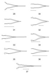 Figures 29–37. Spicular forks of 29 Aphelochroa sp. 30 Caridopus monstruosus 31 Dozocolletus discophorus 32 Gyponyx sp. 33 Neorthrius sp. 34 Nonalatus brevis 35 Orthrius sepulcralis 36 Pseudoastigmus pygidialis 37 Xenorthrius simplex. Scale bars 0.5mm.