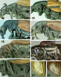 Figures 14–22. Thorax of Lilioceris species, 14–20 lateral view; 21, 22 elytral apex. 14 Lilioceris cheni 15 Lilioceris egena 16 Lilioceris impressa 17 Lilioceris laosensis 18 Lilioceris malabarica 19 Lilioceris unicolor 20 Lilioceris yunnana 21 Lilioceris cheni 22 Lilioceris laosensis.