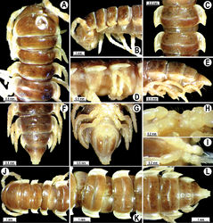 Figure 7. Orthomorpha coarctata (De Saussure, 1860), ♂ (A–I) and ♀ (J–L) syntype of Orthomorpha coarctata gigas Attems, 1927. A, B, J anterior part of body, dorsal, lateral and dorsal views, respectively C, D, K segments 10 and 11, dorsal, lateral and dorsal views, respectively E–G, L posterior part of body, lateral, dorsal, ventral and dorsal views, respectively H, I sternal cones between coxae 4, subcaudal and sublateral views, respectively.