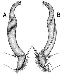 Figure 68. Orthomorpha pterygota Golovatch, 1998, ♂ from Panwa Cape. A, B right gonopod, lateral and mesal views, respectively. Scale bar: 0.2 mm.