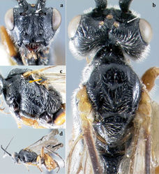 ' Figure 2.' Crassomicrodus azteca sp. n.Female a anterior view of head, arrow indicates a median pyramidal-shaped elevation b dorsal view of head and mesosoma, arrow indicates posterior surface of antennal sockets slightly rugulose c lateral view of mesosoma, arrow indicates subalar lobe separated from mesopleuron by narrow groove d female habitus, arrow indicates triangular-shaped second submarginal cell.