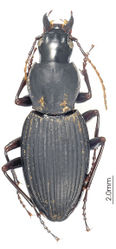 Figure 21. Habitus image, Platysmodes gambeyi.