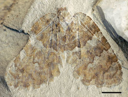 Figure 1. Undulopsychopsis alexi gen. et sp. n. The holotype CYNB044. Photograph. Scale bar = 5 mm.