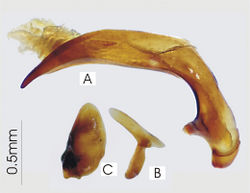 Figure 8. Male aedeagus of Pseudoceneus numeensis, holotype A right lateral view B right paramere C left paramere.