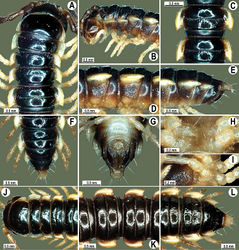 Figure 4. Orthomorpha coarctata (De Saussure, 1860), ♂ (A–I) and ♀ (–L) from Thai Restaurant. A, B, J anterior part of body, dorsal, lateral and dorsal views, respectively C, D, K segments 10 and 11, dorsal, lateral and dorsal views, respectively E-G, L posterior part of body, lateral, dorsal, ventral and dorsal views, respectively H, I sternal cones between coxae 4, subcaudal and sublateral views, respectively.