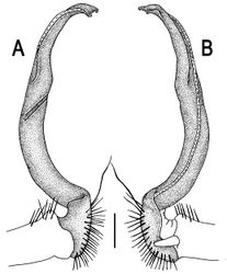Figure 99. Orthomorpha isarankurai sp. n., ♂ holotype. A, B right gonopod, lateral and mesal views, respectively.Scale bar: 0.2 mm.