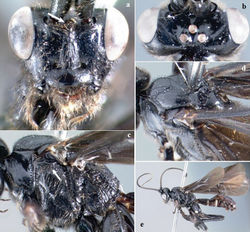 Figure 4. Crassomicrodus costaricensis sp. n. Female a anterior view of head, arrow indicates a median pyramidal-shaped elevation b dorsal view of head c lateral view of mesosoma, arrow indicates subalar lobe separated from mesopleuron by wide groove d dorsal view of mesosoma e female habitus.