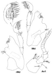 Figure 4. Dubinectes infirmus sp. n.Paratype male (ZMH 42970). Antennula and mandibles, right mandible with detail of distal palp article.