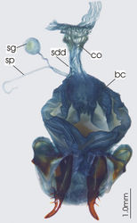 Figure 19. Female reproductive tract, ventral view. Abacoleptus carinatus. bc. bursa copulatrix, co. commonoviduct, spermathecal digitiform diverticula, sg. spermatheca gland, sp. spermatheca.