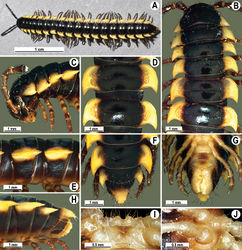 Figure 25. Orthomorpha communis sp. n., ♂ holotype (B–J) and ♂ paratype from Tabaek Watefall (A). A habitus, live coloration B, C anterior part of body, dorsal and lateral views, respectively D, E segments 10 and 11, dorsal and lateral views, respectively F, G, H posterior part of body, dorsal, ventral and lateral views, respectively I, J sternal cones between coxae 4, subcaudal and sublateral views, respectively.
