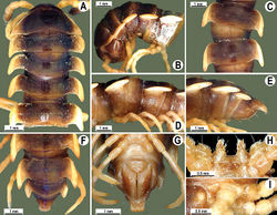Figure 55. Orthomorpha fluminoris Hoffman, 1977, ♂ holotype. A, B anterior part of body, dorsal and lateral views, respectively C, D segments 10 and 11, dorsal and lateral views, respectively E–G posterior part of body, lateral, dorsal and ventral views, respectively H, I sternal cones between coxae 4, subcaudal and sublateral views, respectively.