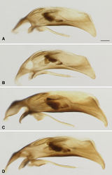 Figure 4. Aedeagus of male Bembidion ozarkense and Bembidion rolandi. Scale bar is 0.1 mm A Bembidion ozarkense, USA: Missouri: Carter Co., Current River at Van Buren, 135m, 36.9904°N, 91.0100°W Voucher DNA1976 B Bembidion ozarkense, USA: Missouri: Washington Co., Irondale, Big River, 230m, 37.8302°N, 90.6895°W, Voucher DNA1995 C Bembidion rolandi, USA: Virginia: Rockbridge Co., Maury River, Glasgow, 215m, 37.6329°N, 79.4431°W, Voucher DNA1996 D Bembidion rolandi, Canada: Nova Scotia: Economy River at route 2, 45.3868°N, 63.8992°W, Voucher DNA1319.