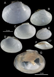 Figure 9. Isorropodon megadesmus sp. n. stn. 218, Captain Arutyunov MV. A large right valve, paratype B–D holotype, right valve external, left valve internal, right valve internal E small right valve, paratype F dorsal view, paratype G gross anatomy viewed after removal of right valve and mantle.
