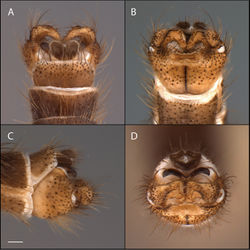 Figure 13. Acomoptera echinosa sp. n., male genitalia, images: A dorsal view [691278] B ventral view [691279] C lateral view [691280] D posterior view [691281]. Scale line = 0.1 mm.