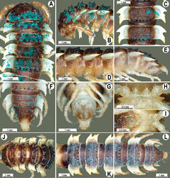 Figure 22. Orthomorpha subtuberculifera sp. n., ♂ holotype. A, B, J anterior part of body, dorsal, lateral and dorsal views, respectively C, D, K segments 10 and 11, dorsal, lateral and dorsal views, respectively E–G, L posterior part of body, lateral, dorsal, ventral and dorsal views, respectively H, I sternal cones between coxae 4, subcaudal and sublateral views, respectively.