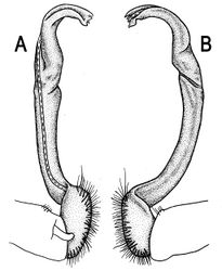 Figure 52. Orthomorpha glandulosa (Attems, 1937), ♂ lectotype. A, B left gonopod, mesal and lateral views, respectively.