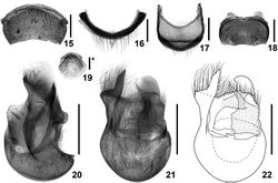 Figures 15–22. Details of Intestinarius guangdongensis, male. 15 tergite VII 16 same, anterior view 17 tergite VIII 18 sternite VIII 19 sternite IX 20 aedeagus, lateral view 21–22 same, dorsal view. Scales: 0.2 mm (scale with ‘*’ = 0.1 mm).