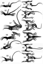 Figures 53–64. Ilyapa, male genitalia, lateral and ventral views 53–54 Ilyapa bifida 55–56 Ilyapa loca 57–58 Ilyapa longispina 59–60 Ilyapa ochrescens 61–62 Ilyapa recurvata 63–64 Ilyapa viridis.