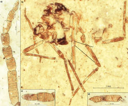 Figure 2. Rasnitsynaphis coniuncta sp. n., PIN 3064/2209 (holotype): a flagellum of right antenna b body, lateral view c VIII and IX segment of left antenna d second segment of hind tarsus.