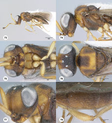 Figures 73–78. 74Paridris rugulosus sp. n., female holotype (OSUC 265238) 73 Lateral habitus74 Head and mesosoma, lateral view75 Head and mesosoma, ventral view76 Head and mesosoma, dorsal view77 Head and pronotum, anterolateral view78 T2–T4, dorsolateral view. Scale bars in millimeters.