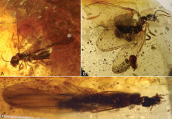 Figure 1. Photomicrographs of Cambay amber (Early Eocene) termites. A Nanotermes isaacae Engel & Grimaldi, gen. et sp. n., holotype (Termitidae: Tad-262) B Parastylotermes krishnai Engel & Grimaldi, sp. n., holotype (Stylotermitidae: Tad-277) C Zophotermes ashoki Engel & Singh, sp. n., holotype (Rhinotermitidae: Tad–42). Not to the same scale.