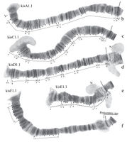 CompCytogen-005-023-g012.jpg