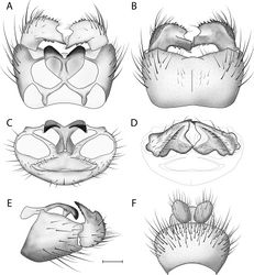 Figure 20. Acomoptera nelsoni sp. n., male genitalia, illustrated: A gonopods, dorsal view [691305] B gonopods, ventral view [691306] C gonocoxites, with gonostyli removed, posterior view [691308] D gonostyli, posterior view [691309] E gonopods, lateral view [691307] F epandrium, dorsal view [691304]. Scale line = 0.1 mm.