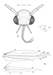 Figures 10–12. Adult morphology, Macrosaccus robiniella. 10 Head 11 Detail of left maxilla 12 Wing venation.