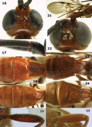 Figures 16–25. 16–20: Megalommum pistacivoraesp. n., holotype female, but 19 of paratype male. 16 head dorsal 17 basal part of antenna 18, 19 basal metasomal tergites, dorsal 20 hind femur lateral. 21–25: Megalommum jacobsoni (Tobias), Yemen, Al Kowd, female, but 24 of male. 21 fore wing 22 head dorsal 23, 24 basal metasomal tergites, dorsal 25 hind femur lateral.