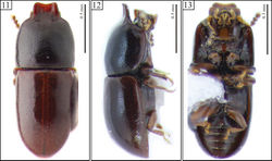Figures 11–13. Habitus of Ceracis navarretei Antunes-Carvalho & Lopes-Andrade, sp. n., holotype. 11 Dorsal view 12 Lateral view 13 Ventral view.