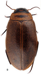 Figure 9. Rhantus gogonensis habitus.